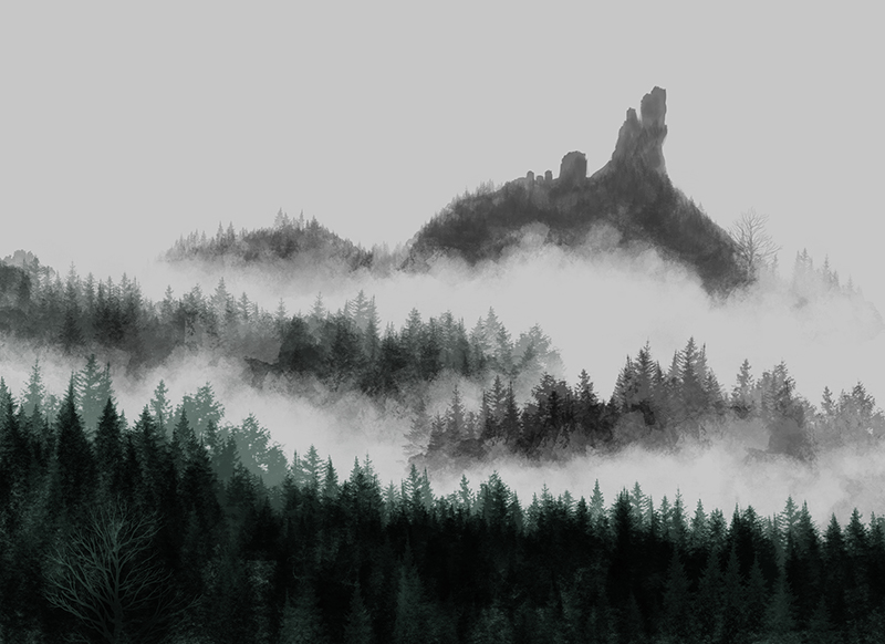 Foggy Forest Study